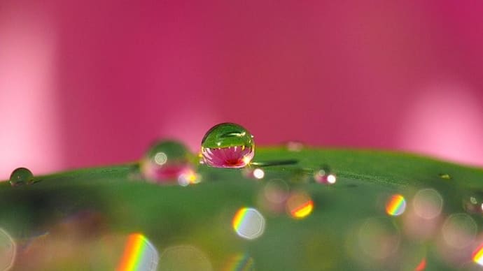 花色を映して煌めく水滴の世界