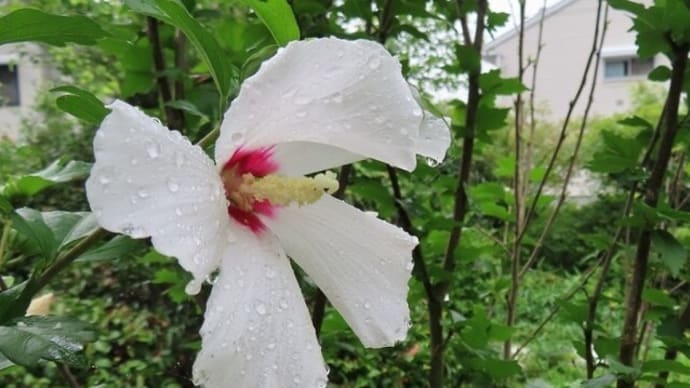 夏の花~ムクゲ