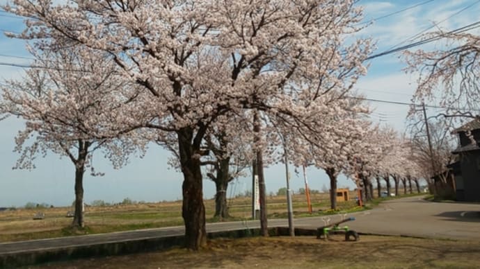 桜とあんぱん