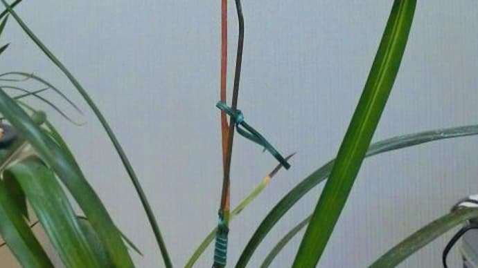 陽明錦