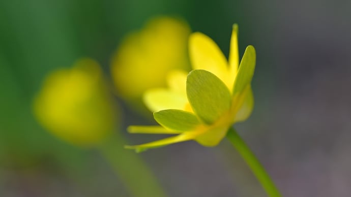 春先(咲)の花 "リュウキンカ" 花言葉を信じたい😊