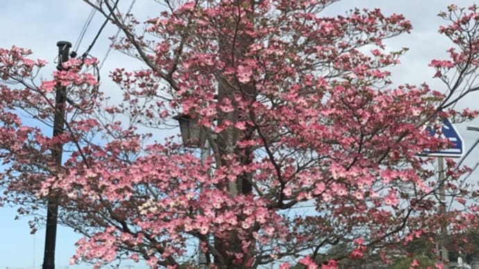 4月12日（火）ハナミズキの季節