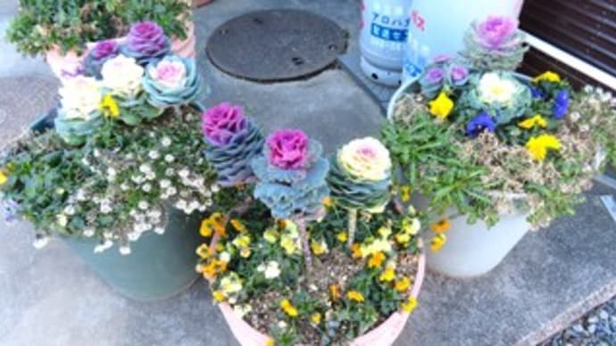 玄関前の花たち & じゃがいもの植え付け体験 & 新コーナー!!