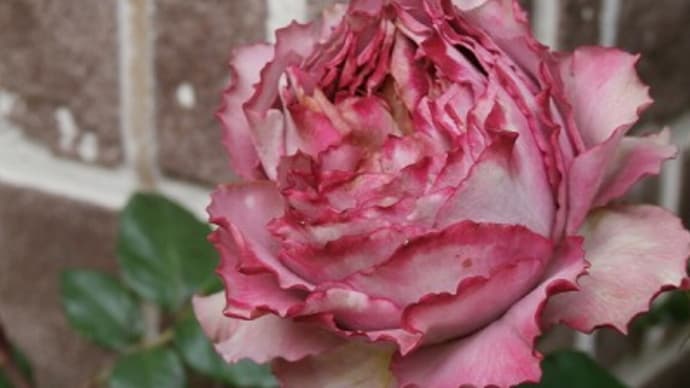 切り花品種テナチュール＆薔薇ジャム作りました♪+中々進まない検査にメンタルやられそう