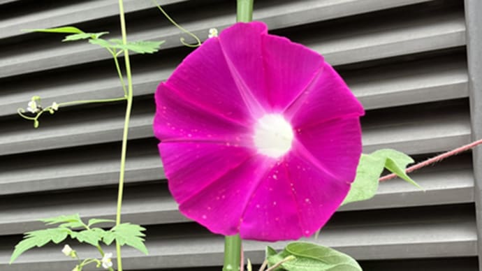 季節の花次々と