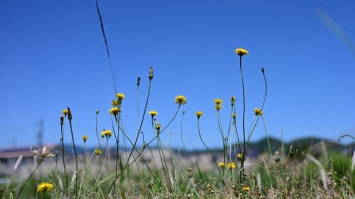 五月の野の花