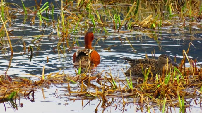 2年前の5月7日 鳥見からのスキー