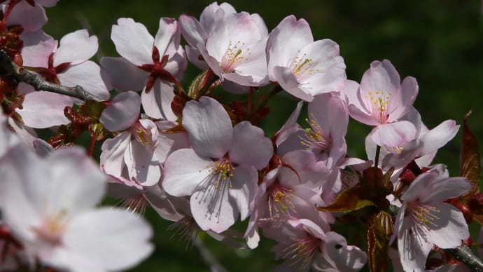 桜開花も今年は早く4-3