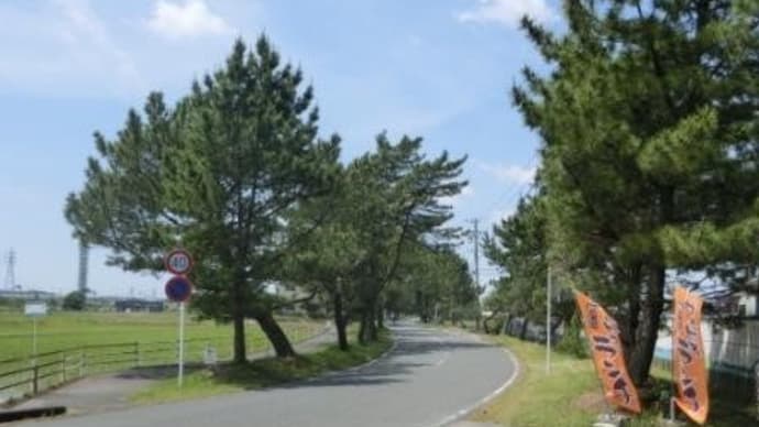 街道の並木 (東海道歩き旅・遠江の国)