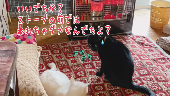 白の腹黒☆黒の腹白