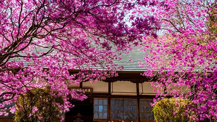 奥多摩湖見晴らしの丘と龍珠院の花々