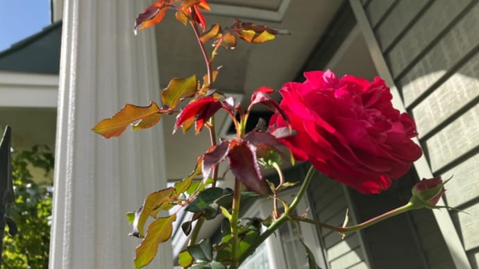 秋の花たちは元気