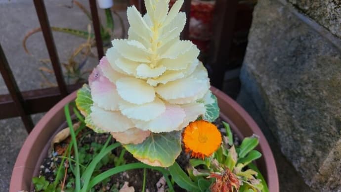 庭の花