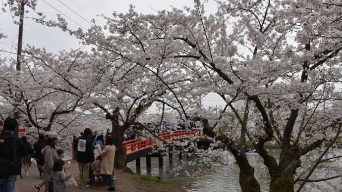 さくら狩り 青森県弘前市弘前公園 弘前さくらまつり2023(10)はね橋から西濠、桜のトンネル