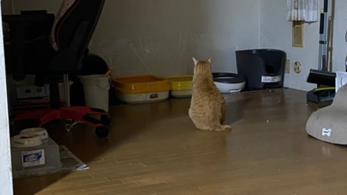 今日のねこやしき