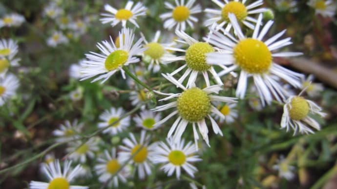 咲き「のこる」花期の長いキク類