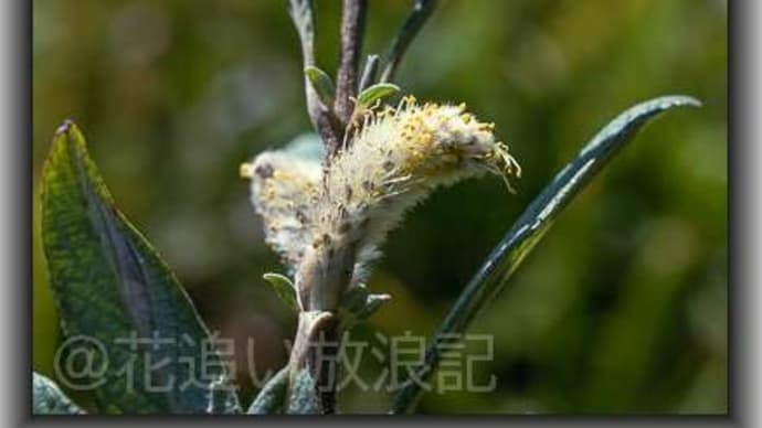 ノヤナギ　コウの花図鑑