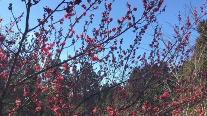 梅の花