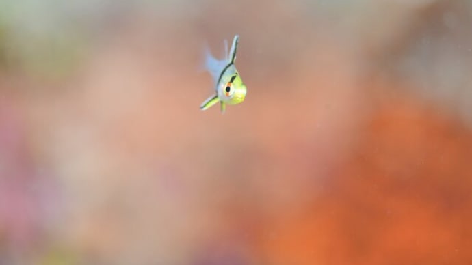 鮮やか!マクロ撮影に夢中!!、8月8日の海。☆