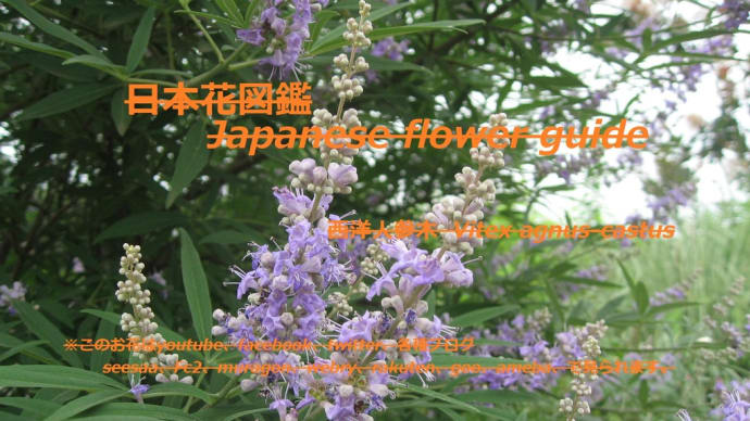 紫の炎？！Purple flame? !!