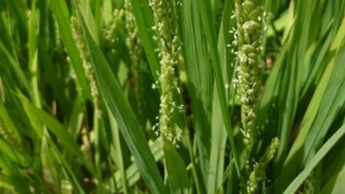 秋風に ゆらりたなびく 稲の花