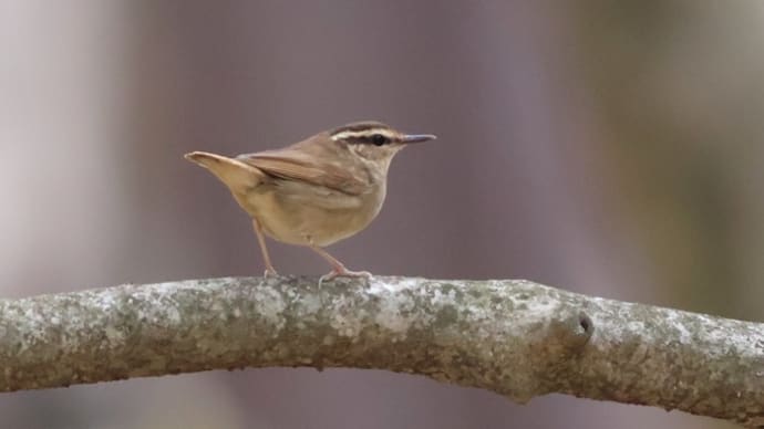 ヤブサメ(Asian stubtail)