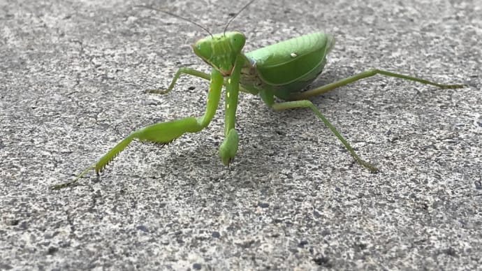 カマキリ発見