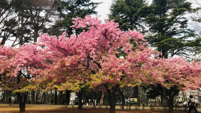 林試の森公園の河津桜