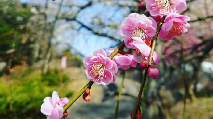 徳島の梅の花