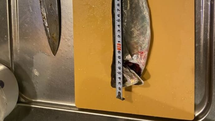 メガ鰺とアカヤガラの内臓について(明日食べる予定です)