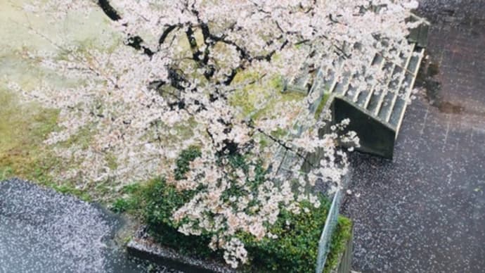 桜2024ー4