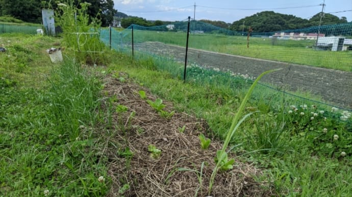 ハーブを植えました。
