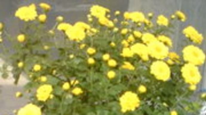 黄色の菊とオレンジの菊