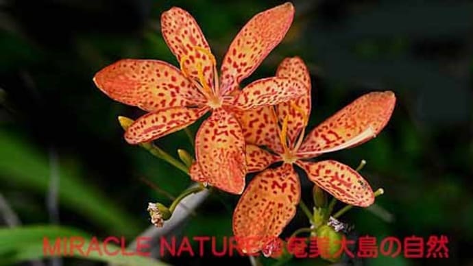 ヒオウギの花