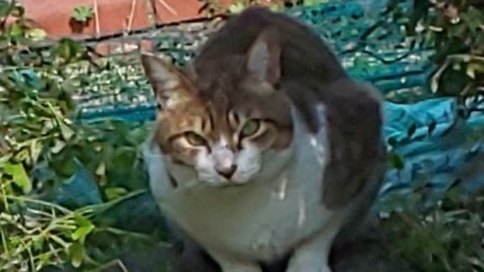 散歩中に出合った猫ちゃん
