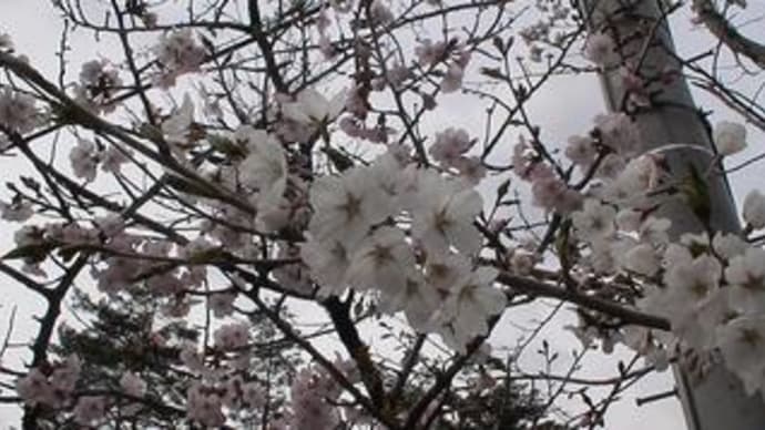 2009/04/19（日）：桜前線到着しました