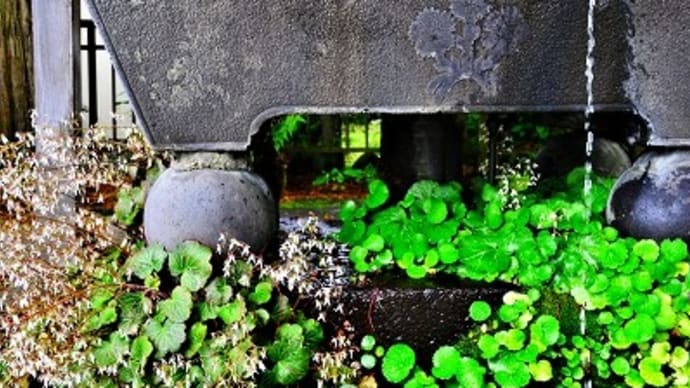 下社春宮 菖蒲奉納