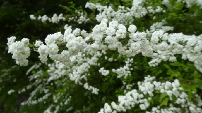 白い花が目立つ季節になりました。