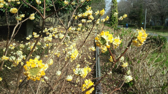 相模原公園で木に咲く花が見れる場所は？