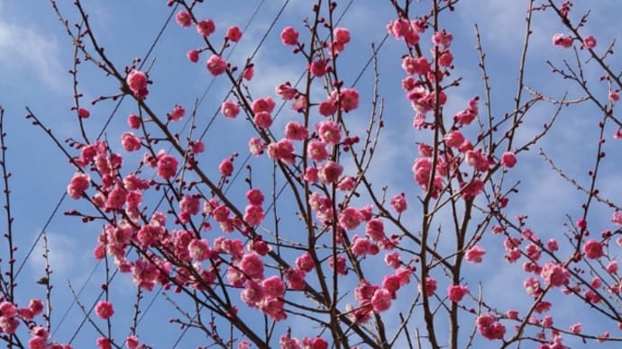 朝散歩 桃の花が綺麗 ♬タッチ(岩崎良美)