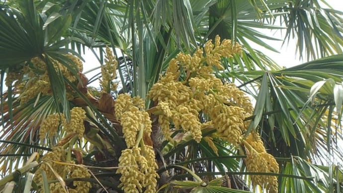 棕櫚の花