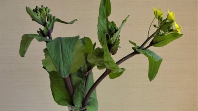 「日野菜かぶ」の菜の花と・・