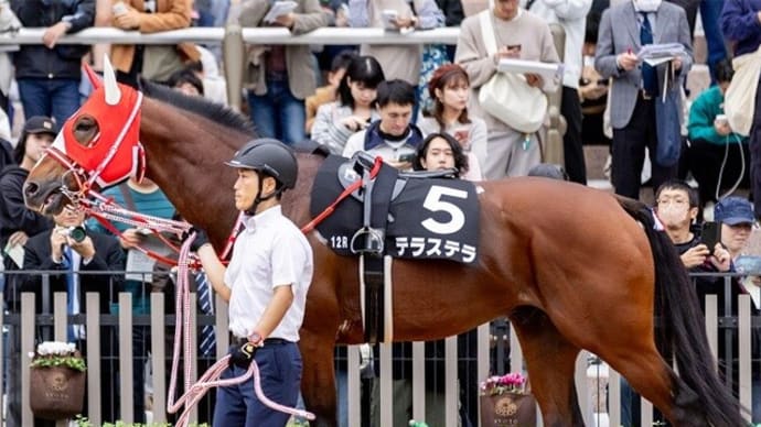 【テラステラ】中2週で12/1京都最終レースに続戦!