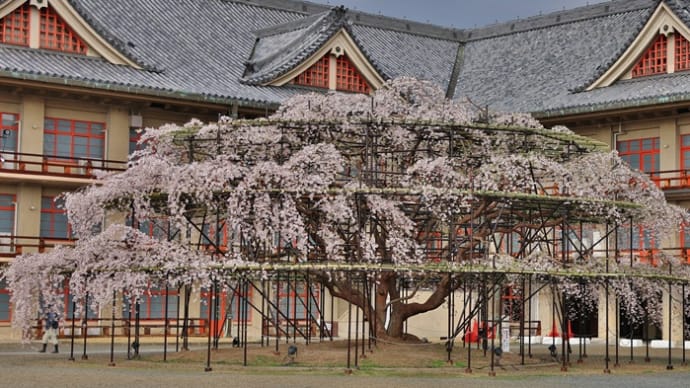 天理教教会本部の桜が見事!・・・枝垂れ桜