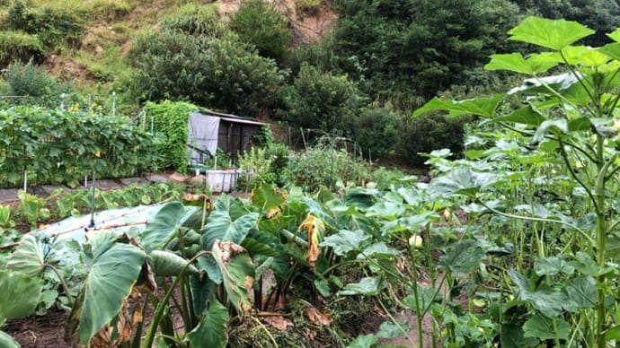 菜園ライフ62~今朝の気温27℃!