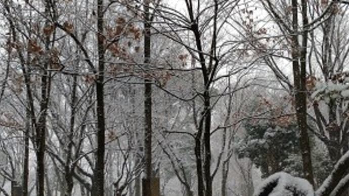 雪に弱い東京です。。。