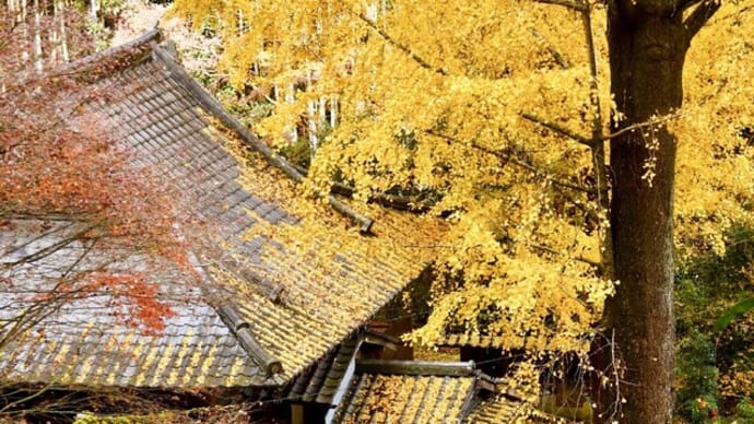 銀杏に抱かれて~康平寺