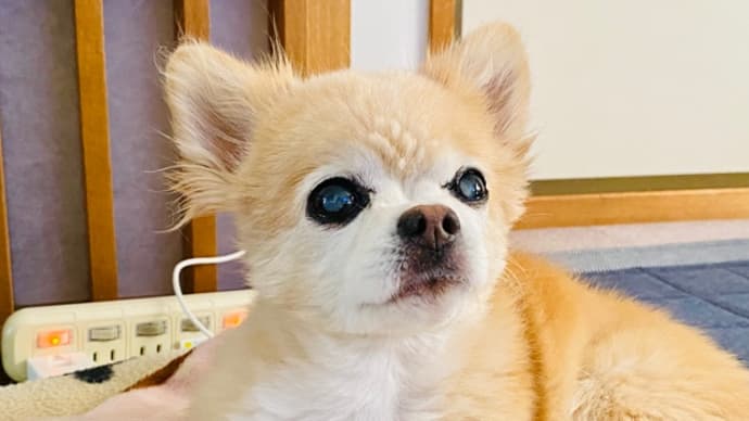 第二の故郷で美味しいご飯とデザート
