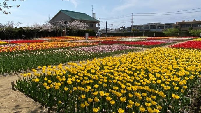 花めぐり～　匝瑳市　「のさか花の広場」　チューリップ祭り