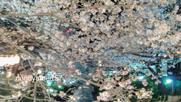 春の花めぐり③